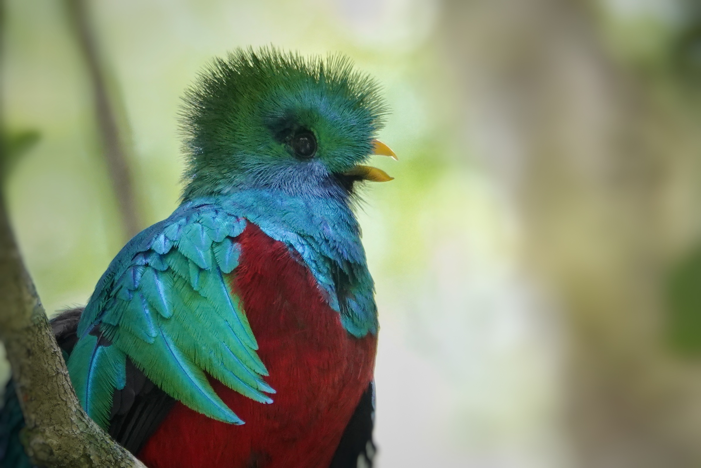 Portrait de quetzal